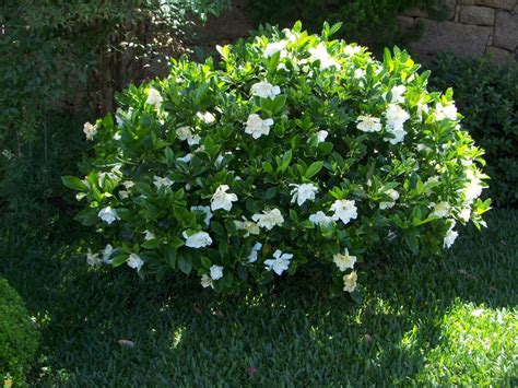 frostproof gardenia cold tolerance